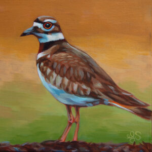 Painting of a killdeer with a brown body, white tummy and neck, and black and white markings around its orange eye. The background is a soft gradation of yellow ochre down to the green ground.