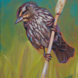 A painting of a female red-winged blackbird, perched on a bullrush. The bird is brown and cream, and the background is yellow-green and blue.