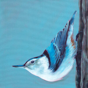 Painting of a White-breasted Nuthatch, standing upside-down on a tree, facing outwards.