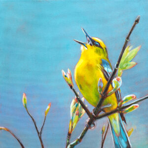 Painting of a Blue-winged Warbler, standing on branches with budding leaves. The warbler is mostly yellow and is singing.