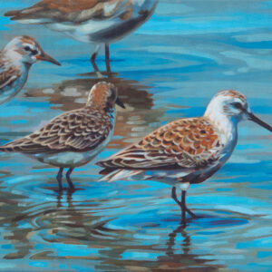 A painting of four Dunlins standing in shallow water.