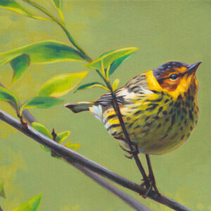 A painting of a Cape May Warbler standing on a branch with some green leaves and a green background.