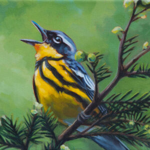 A painting of a Magnolia Warbler, singing in an evergreen tree.