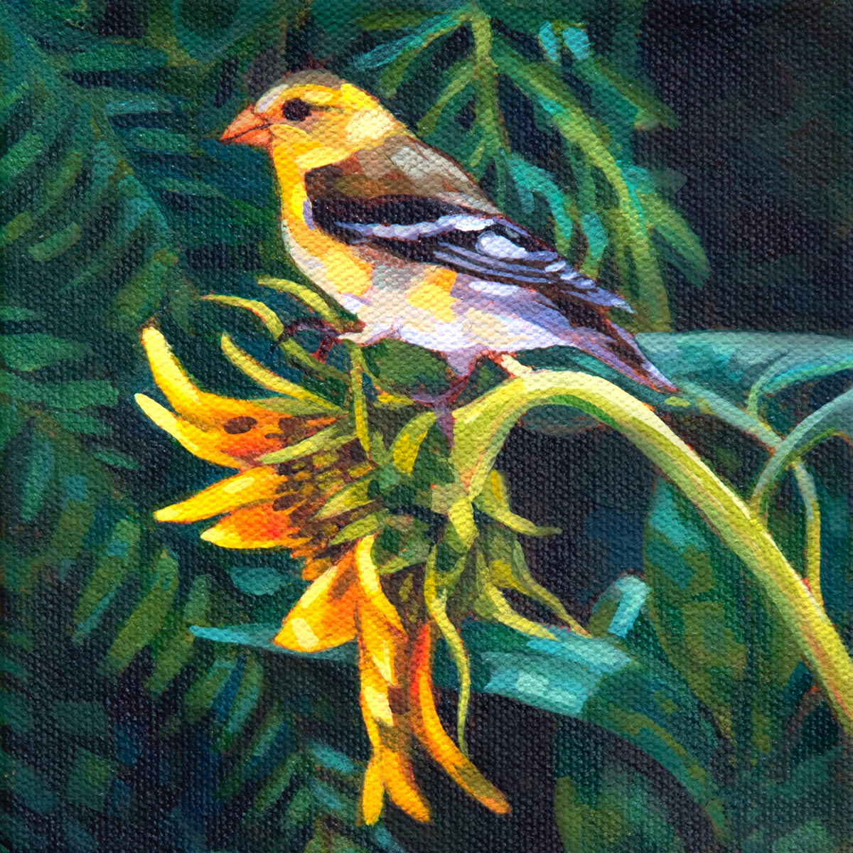 A painting of an American Goldfinch, perched on the stem of a sunflower.